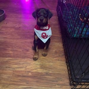 Meet your Posher, Dan